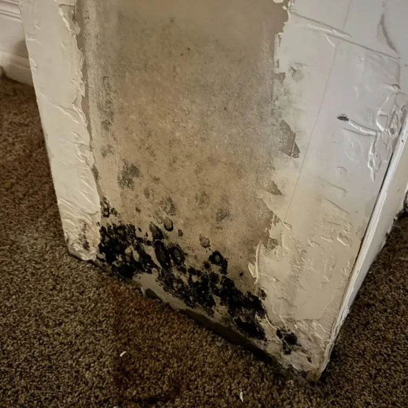 Professional Mold Removal in Lakewood, SC